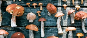 Врачи предупреждают туристов: в Молдове наступил сезон отравлений грибами 