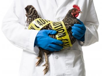 В Костромской области обнаружили зараженную курицу 